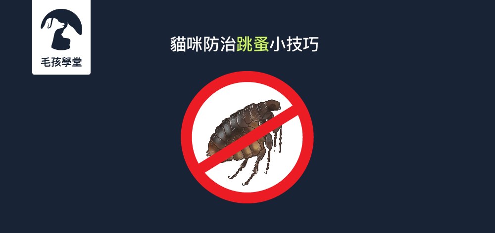 想跟「蚤」發疾病說掰掰 ? 必看貓咪防治跳蚤5個小技巧